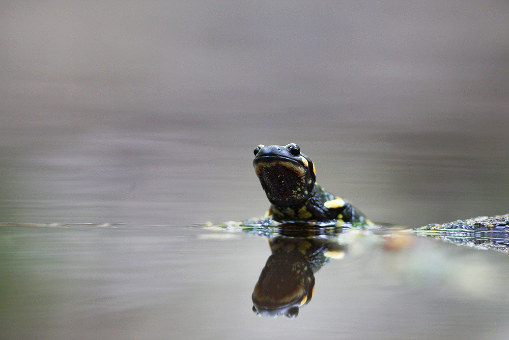 la salamandra pezzata e l''acqua